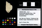 Foto (Objekt + Etikett) von Goniodromites bidentatus (Reuss, 1859)  (NHMW-GEO-1990-0041-3952)